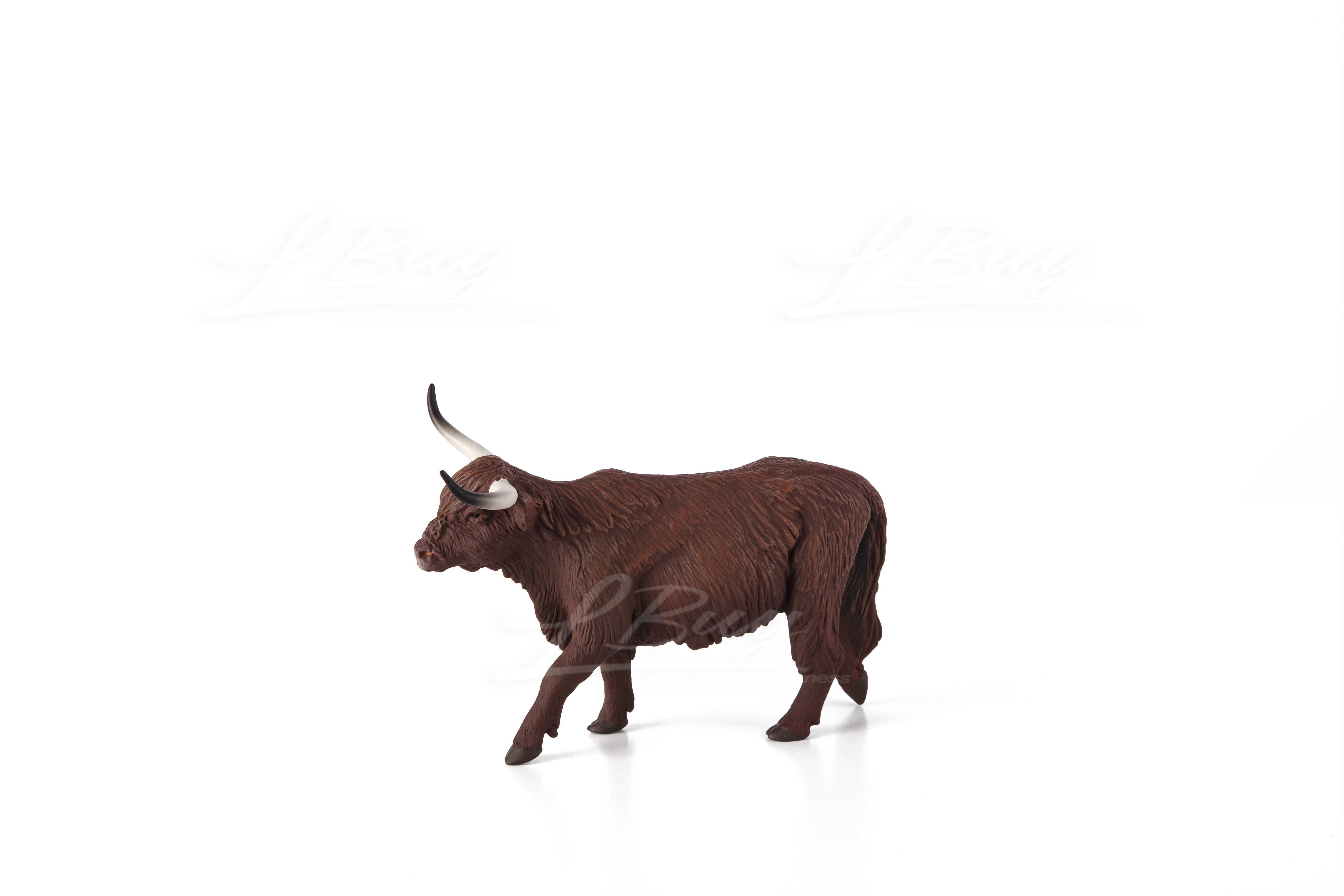 Highland Cow