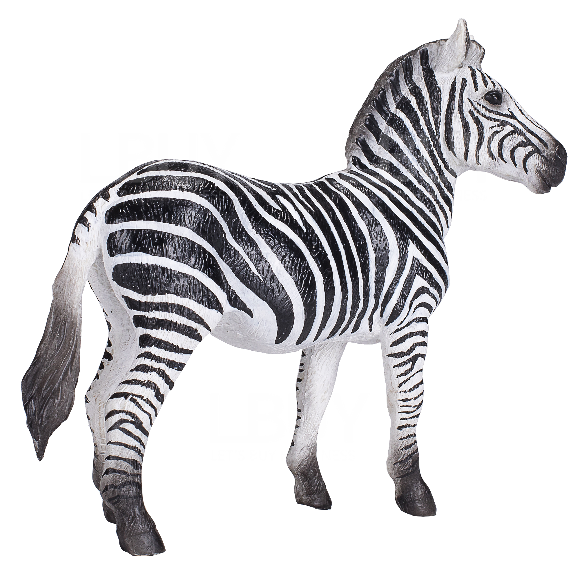 Zebra Mare