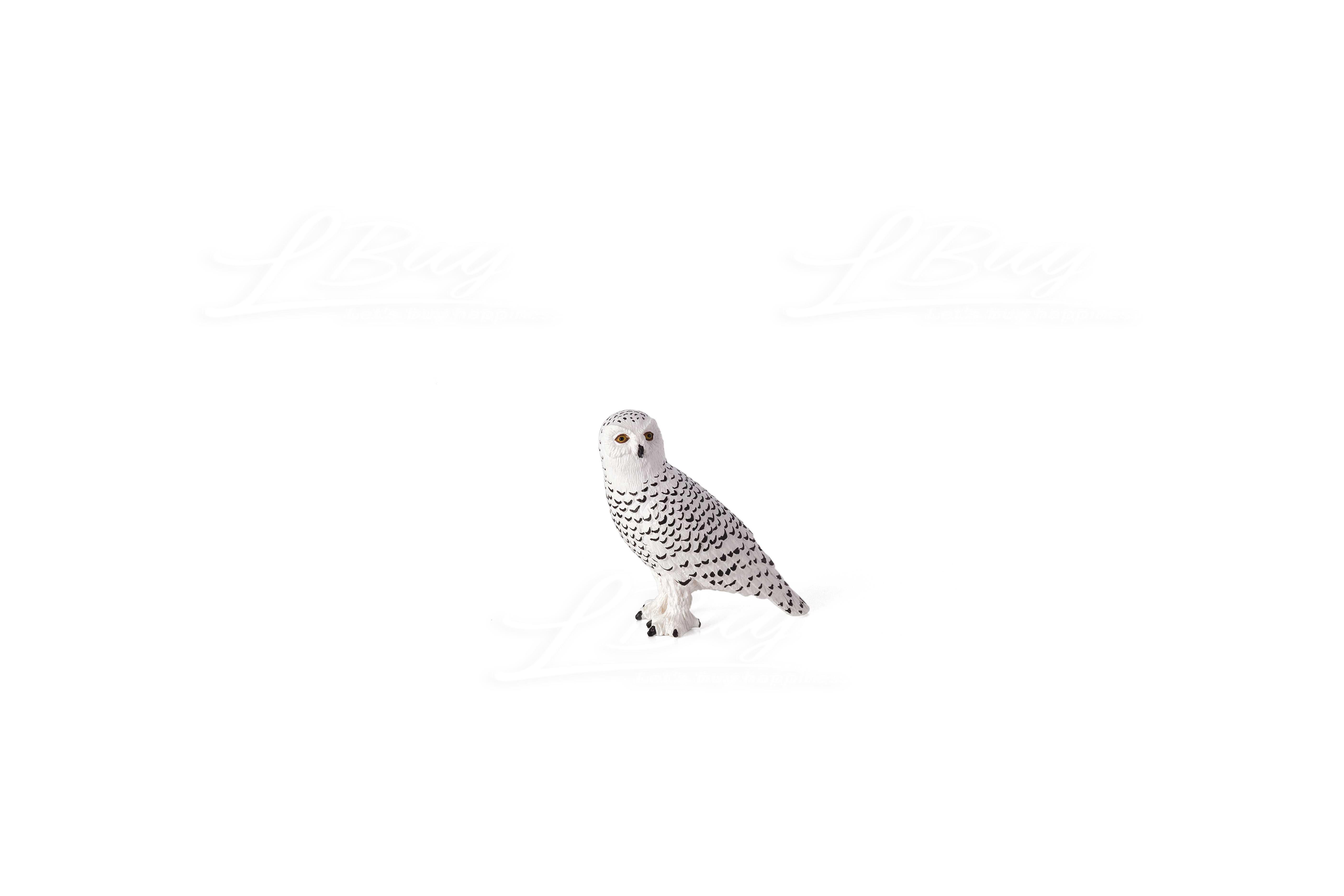Snowy Owl
